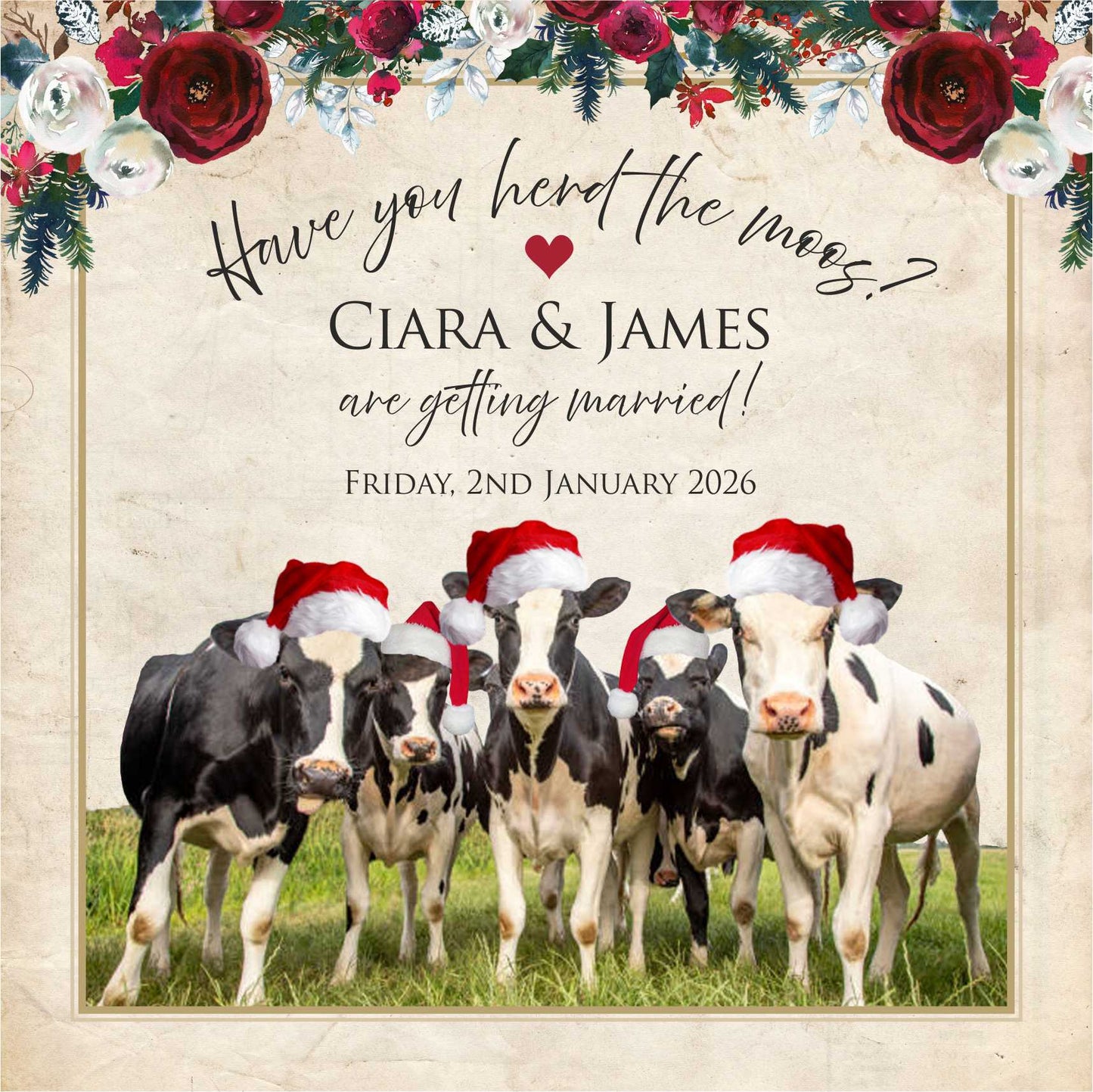 Christmas Cows